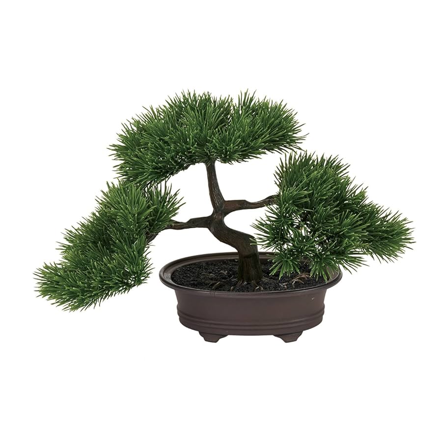 松の盆栽 約20cm 41hGjWrjIxL._UF350,350_QL80_.jpg